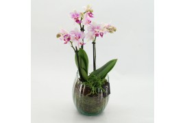 Phalaenopsis PHAL-2612RZ Phalaenopsis creatie 2 pp