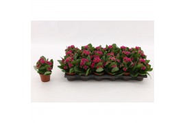 Kalanchoe blossfeldiana garbo lilac Kalanchoe Double Purple, without s