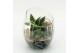 Arrangementen Sansevieria  SUCR-2603 Succulent Essentials 2 pp 