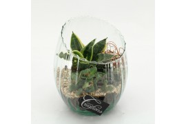Arrangementen Sansevieria  SUCR-2603 Succulent Essentials 2 pp
