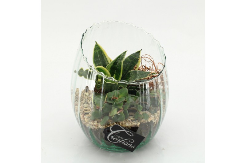 Arrangementen Sansevieria  SUCR-2603 Succulent Essentials 2 pp 