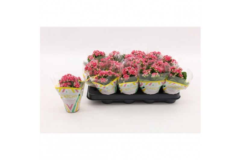 Kalanchoe calandiva weaver Double Sylca 