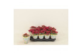 Kalanchoe blossfeldiana garbo lilac Double Purple