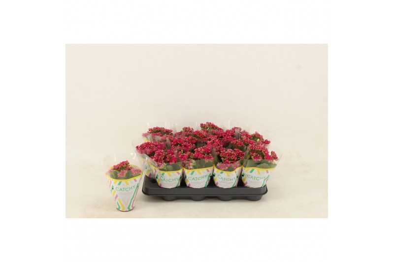 Kalanchoe blossfeldiana garbo lilac Double Purple 
