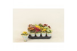 Kalanchoe blossfeldiana gevuld mix Double Mix