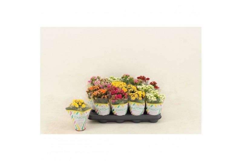 Kalanchoe blossfeldiana gevuld mix Double Mix 