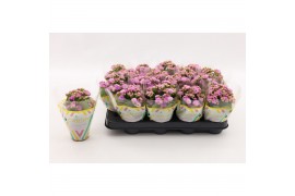 Kalanchoe calandiva zeta Double Pink