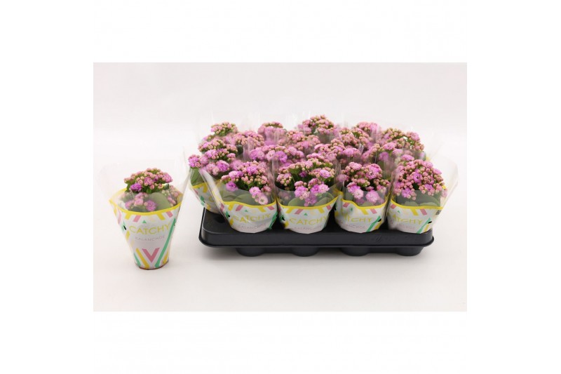 Kalanchoe calandiva zeta Double Pink 