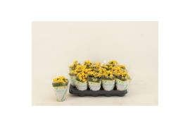 Kalanchoe calandiva nolin Kalanchoe Double Yellow1 pp