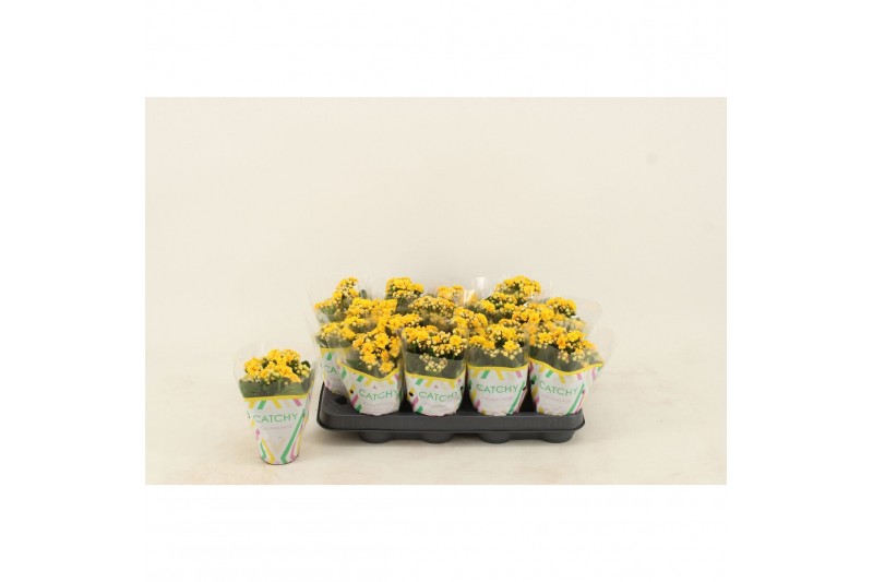 Kalanchoe calandiva nolin Kalanchoe Double Yellow1 pp 