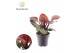 Philodendron Philodendron Cherry Red overig pp 