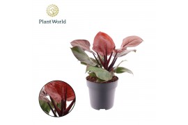 Philodendron Philodendron Cherry Red overig pp