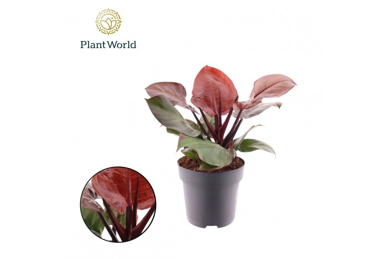 Philodendron Philodendron Cherry Red overig pp 