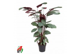 Calathea oppenheimiana Calathea Oppenheimianazonder bloem bl. 1 pp