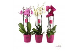 Phalaenopsis Deco mix - 3/4 tak 25 bl. 3 tak/plnt 2 pp