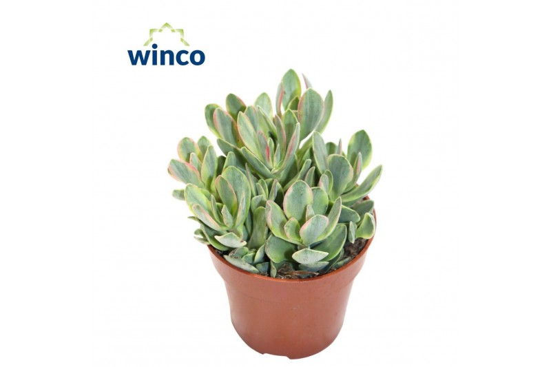 Crassula Crassula Rusby Variagata 