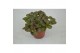 Fittonia mosaic mistral FITTONIA MISTRAL 12 CM 8 pp 