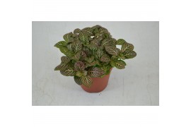 Fittonia mosaic mistral FITTONIA MISTRAL 12 CM 8 pp
