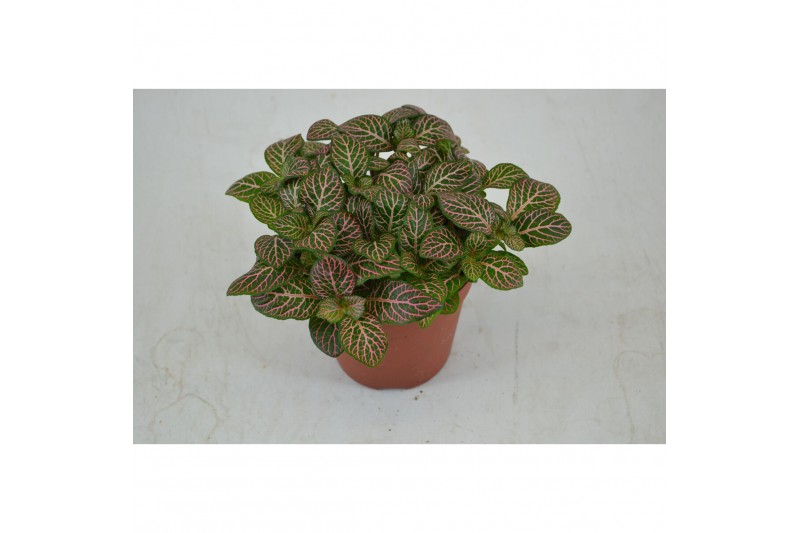 Fittonia mosaic mistral FITTONIA MISTRAL 12 CM 8 pp 