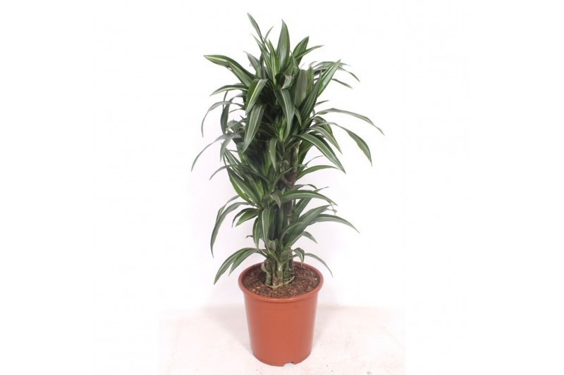 Dracaena fragr. der. ulises Dracaena Ulises10 pp 