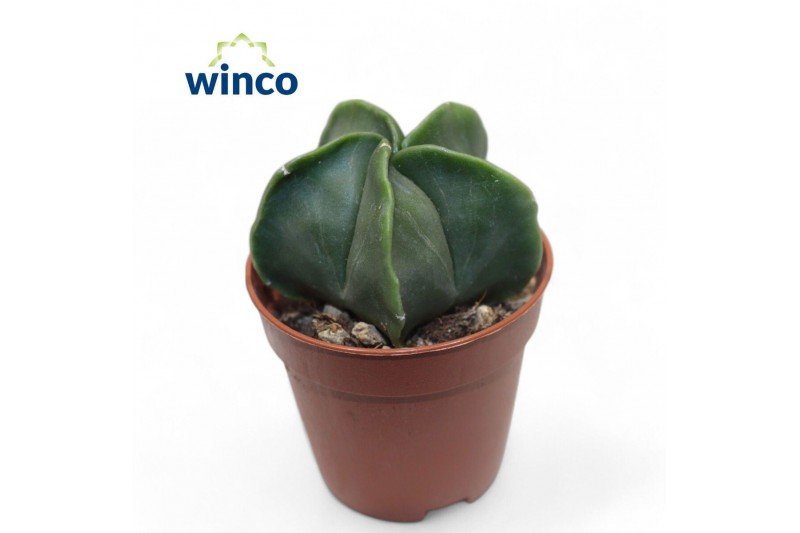 Astrophytum myriostigma Astrophytum Nudim 