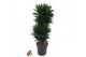 Dracaena fragr. compacta Dracaena Compacta vertakt P27pp 