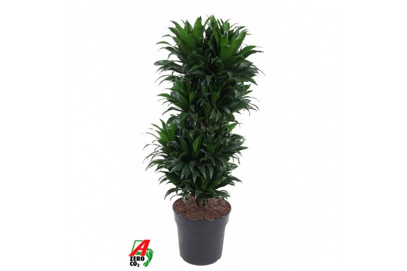 Dracaena fragr. compacta Dracaena Compacta vertakt P27pp 