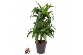 Dracaena fragr. hawaiian sunshine Dracaena Hawaiian 45-carrousel4 pp