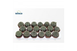 Gymnocalycium baldianum