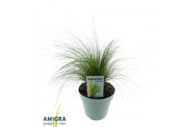 Stipa tenuissima ponytails Stipa ten Ponytails