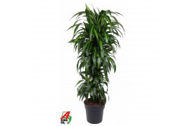Dracaena fragr. hawaiian sunshine Dracaena Hawaiiana vertakt P31pp