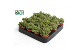 Cotyledon ladysmithiensis Cotyledon Ladismithiensis tanz
