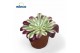 Aeonium Aeonium Red Copper1 pp 