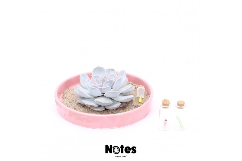 Arrangementen succulenten ROOTLESS Echeveria Ibiza, pink bowl - NOTES1 