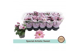 Chrysanthemum artistic rosy Chrysant Special Artistic Sweet3 pp