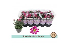 Chrysanthemum ind. artistic armin Chrysant Special Artistic Arminpp
