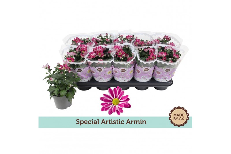 Chrysanthemum ind. artistic armin Chrysant Special Artistic Arminpp 