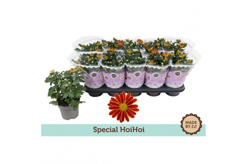 Chrysanthemum ind. hoihoi Chrysant Special HoiHoi3 pp 