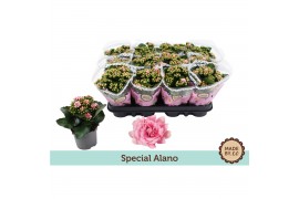 Kalanchoe bloss. rosalina alano bicolor Kalanchoë Special Alanopp