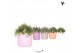 Rhipsalis mix Kolibri Greens Rhipsalis mix in Simplicty pot mix1 pp 