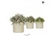 Rhipsalis mix Kolibri Greens Rhipsalis mix in Pastel pot green1 pp 