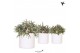 Rhipsalis mix Kolibri Greens Rhipsalis mix in Pastel pot white1 pp 