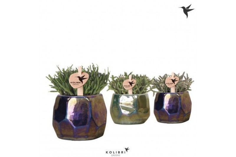 Rhipsalis mix Kolibri Greens Rhipsalis mix in Pearl pot blue mix1 pp 