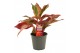 Aglaonema Aglaonema Red Fire 12 cm 2 pp 
