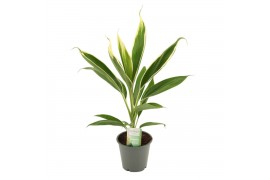 Cordyline fruticosa conga Cordyline New Conga 12 cm 1 pp