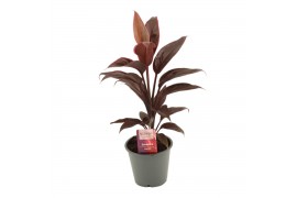 Cordyline fruticosa mambo Cordyline Mambo 12 cm 1 pp