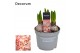 Hyacinthus gipsy queen orientalis Hyacint Gipsy Queen 75 bl. 3 per pot 