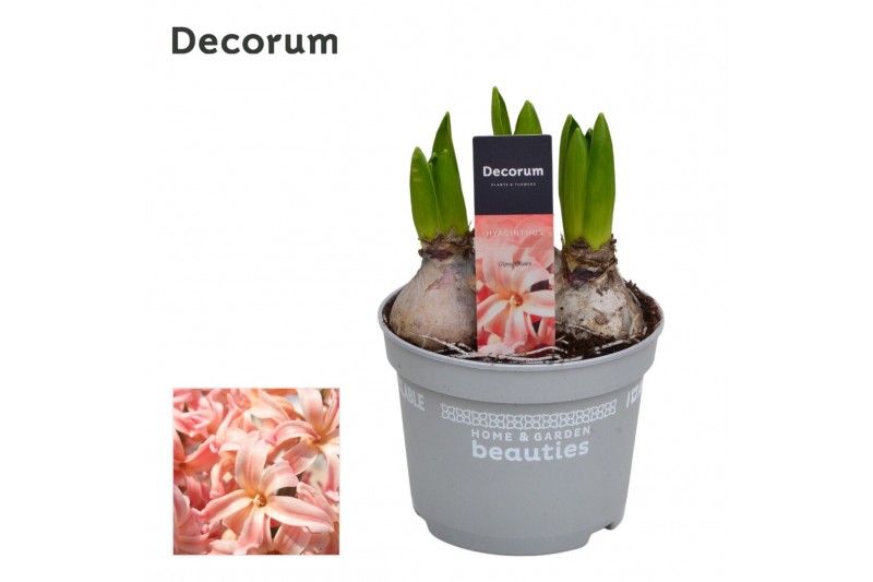 Hyacinthus gipsy queen orientalis Hyacint Gipsy Queen 75 bl. 3 per pot 