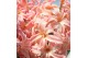 Hyacinthus gipsy queen orientalis Hyacint Gipsy Queen 75 bl. 3 per pot 