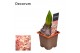 Hyacinthus gipsy queen orientalis Hyacint Gipsy Queen met etiket 30 bl 